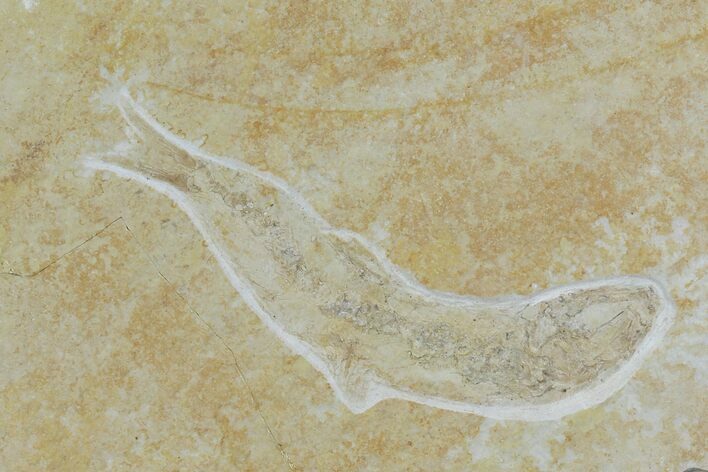 Jurassic Fossil Fish (Leptoleptis) - Solnhofen Limestone #112697